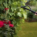 How to Keep Your Garden Pest-free?