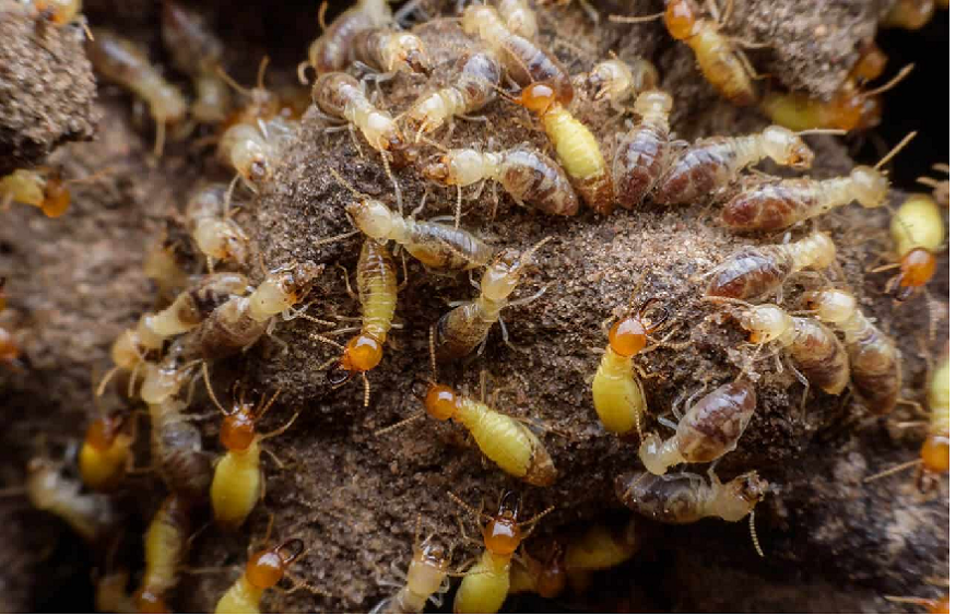 termite Pest Control Brisbane