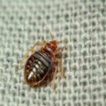 What Truly Attracts Bed Bugs? Unravelling Facts from Fiction