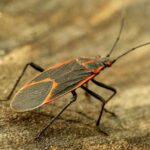 7 Tips to get rid of bugs from the property