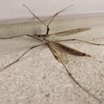 Best Practices for Community-Wide Mosquito Awareness