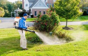 How Dangerous Are Mosquitoes in Carrollton?