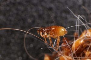 How Damaging Are Termites for Homes in Longview?