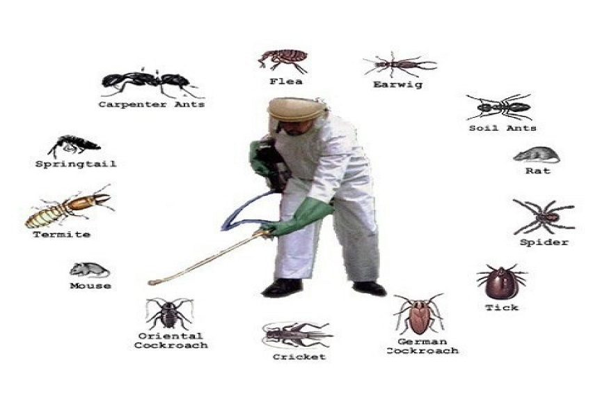 Reliable Pest Solutions